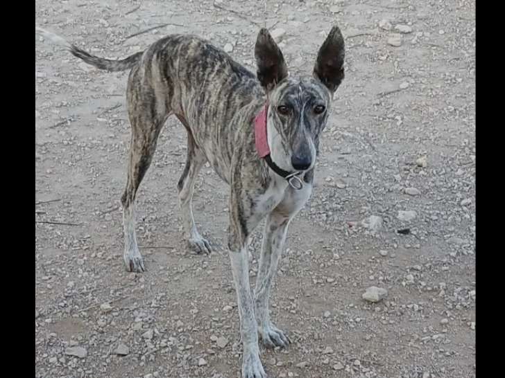 À accueillir, chienne Galgo bringée