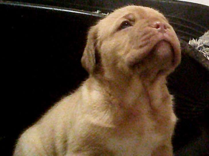 Chiot femelle Dogue de Bordeaux à réserver