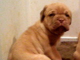 Chiot femelle Dogue de Bordeaux à réserver