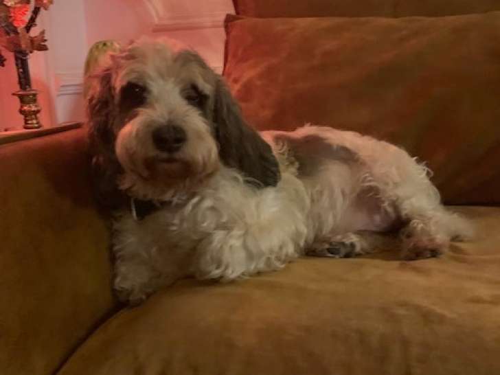 Chien Petit Basset Griffon Vendéen à donner