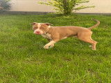 Mâle American Bully disponible pour saillie