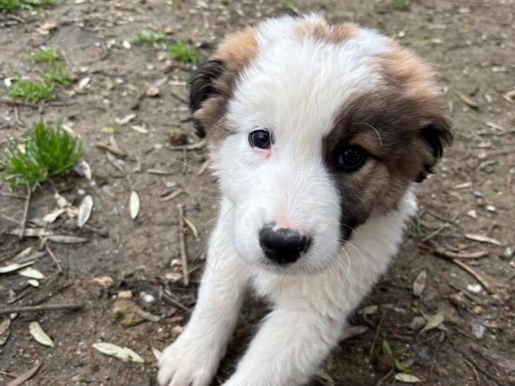 Alba, chiot femelle à adopter