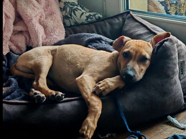À accueillir : chiot femelle fauve