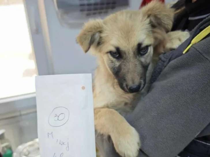 En attente d'adoption, chiot mâle de 4 mois