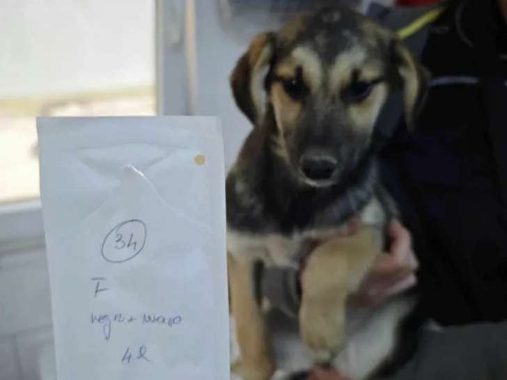 En attente d'une famille : chiot femelle de 4 mois
