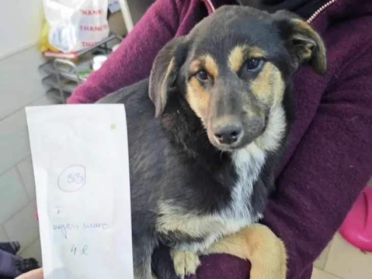 À la recherche d’un foyer : chiot femelle de 4 mois