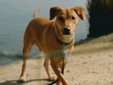 Adoption disponible : chien fauve