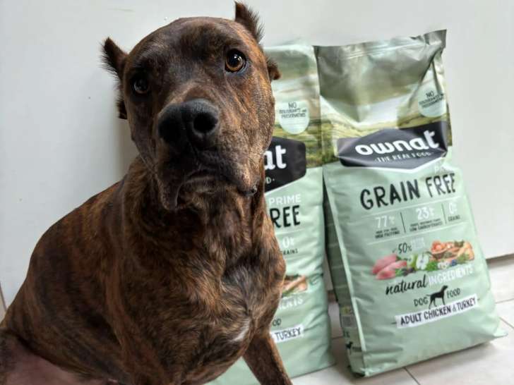 À adopter, chien au pelage bringé
