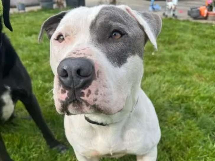 Prêt pour l'adoption, chien Amstaff de 3 ans