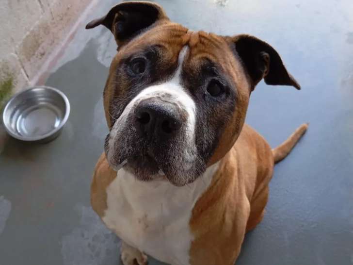 Adoption disponible : chien marron et blanc