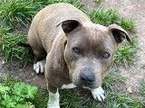 Chienne Staffordshire Américain Terrier grise à adopter