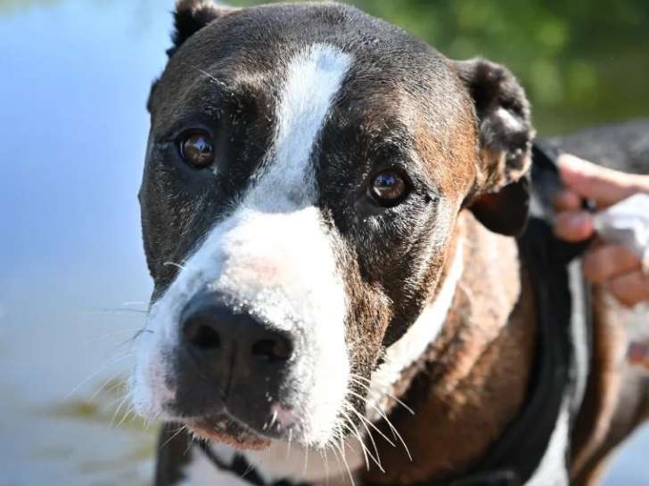 Chien Dogue marron et blanc en quête d'une famille