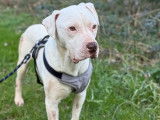 À accueillir : chien Dogue Argentin blanc