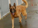 À la recherche d'une famille : chien Berger Allemand fauve