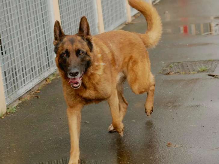 À la recherche d'une famille : chien Berger Allemand fauve