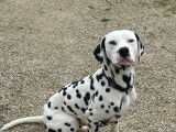 Mâle Dalmatien LOF disponible pour saillie