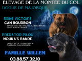 Chiots Dogue de Majorque LOF disponibles