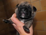 Chiots Dogue de Majorque LOF disponibles