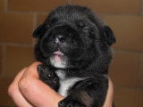 Chiots Dogue de Majorque LOF disponibles