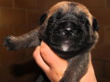Chiots Dogue de Majorque LOF disponibles