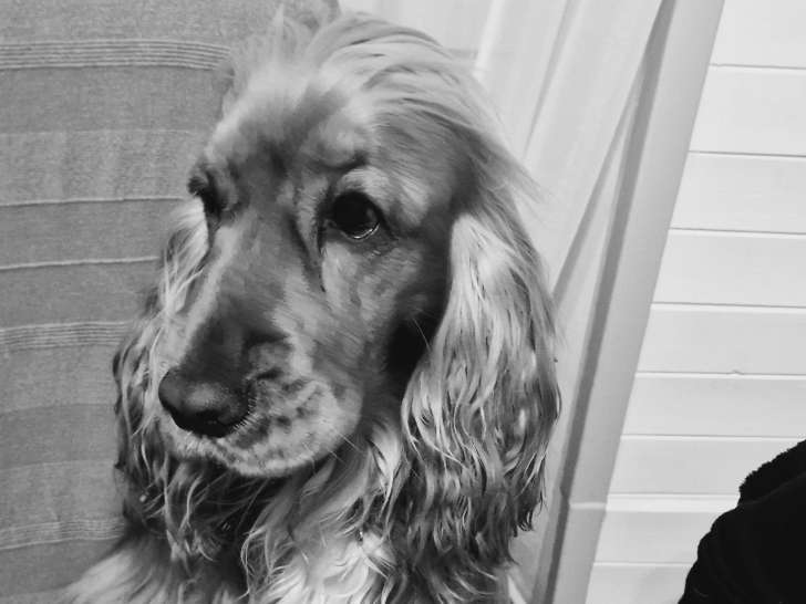 Mâle Cocker Anglais disponible pour saillie