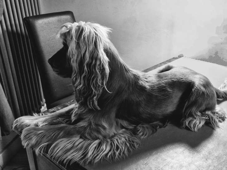 Mâle Cocker Anglais disponible pour saillie