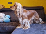 Mâle Cocker Anglais disponible pour saillie