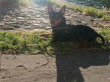 Mâle Pinscher Nain disponible pour saillie