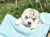 À réserver, 7 chiots Husky Sibérien LOF