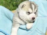 À réserver, 7 chiots Husky Sibérien LOF