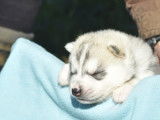 À réserver, 7 chiots Husky Sibérien LOF