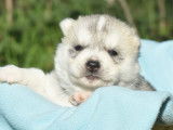 À réserver, 7 chiots Husky Sibérien LOF