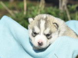 À réserver, 7 chiots Husky Sibérien LOF