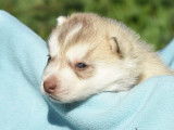 À réserver, 7 chiots Husky Sibérien LOF