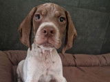 1 chiot mâle Braque Français type Pyrénées LOF à vendre