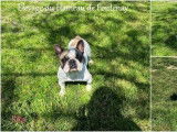À vendre, une chienne Bouledogue Français (LOF)
