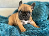 À réserver, 5 chiots Bouledogues Français (LOF)