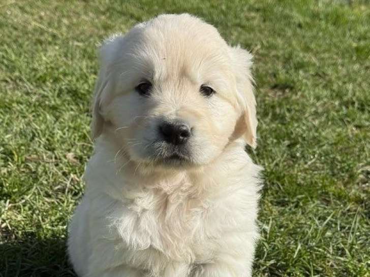 À réserver, 7 chiots Golden Retriever LOF
