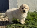 À réserver, 7 chiots Golden Retriever LOF