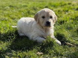 À réserver, 7 chiots Golden Retriever LOF