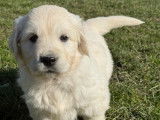 À réserver, 7 chiots Golden Retriever LOF