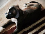 À vendre, chiot femelle Boxer LOF