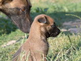 Réservation pour 7 chiots Malinois (LOF)