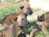 Réservation pour 7 chiots Malinois (LOF)