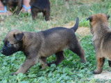 Réservation pour 7 chiots Malinois (LOF)