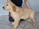 À vendre, chiot femelle Golden Retriever LOF