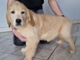 À vendre, chiot femelle Golden Retriever LOF