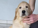 À vendre, chiot femelle Golden Retriever LOF
