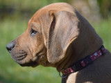 Femelle Rhodesian Ridgeback LOF à vendre