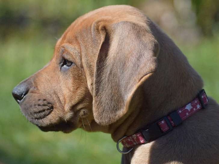 Femelle Rhodesian Ridgeback LOF à vendre